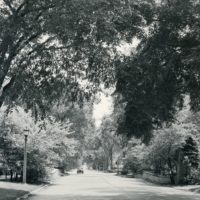 Tree Stories. Sheridan Road Elms 1848-1948 Medium Tree Stories. Sheridan Road Elms 1848-1948 Medium