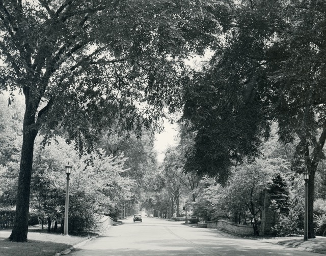 Tree Stories. Sheridan Road Elms 1848-1948 Medium